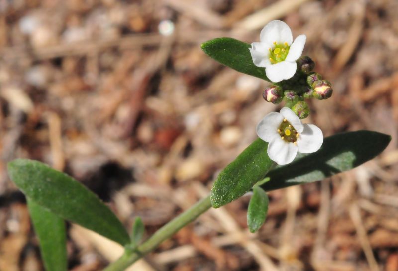 Lobularia maritima
